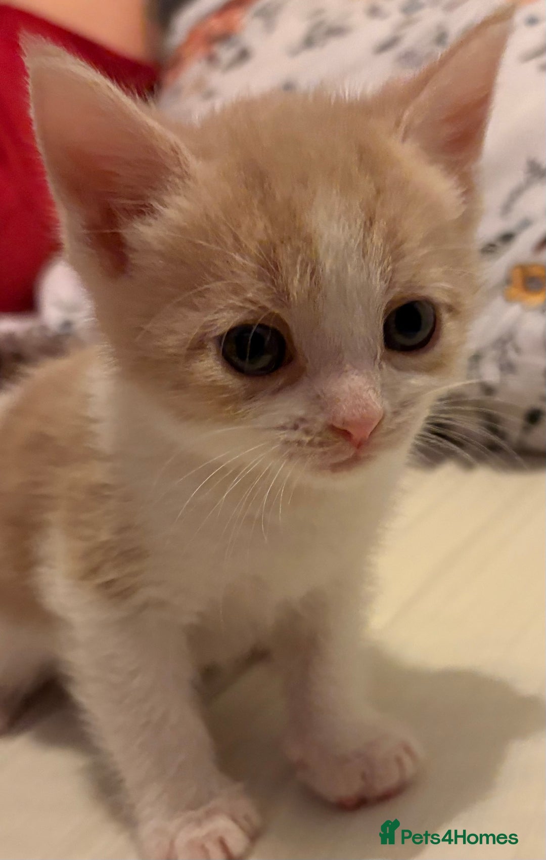 Domestic Shorthair cats for sale: 2 Beautiful kittens of a litter of 4 - Image 5