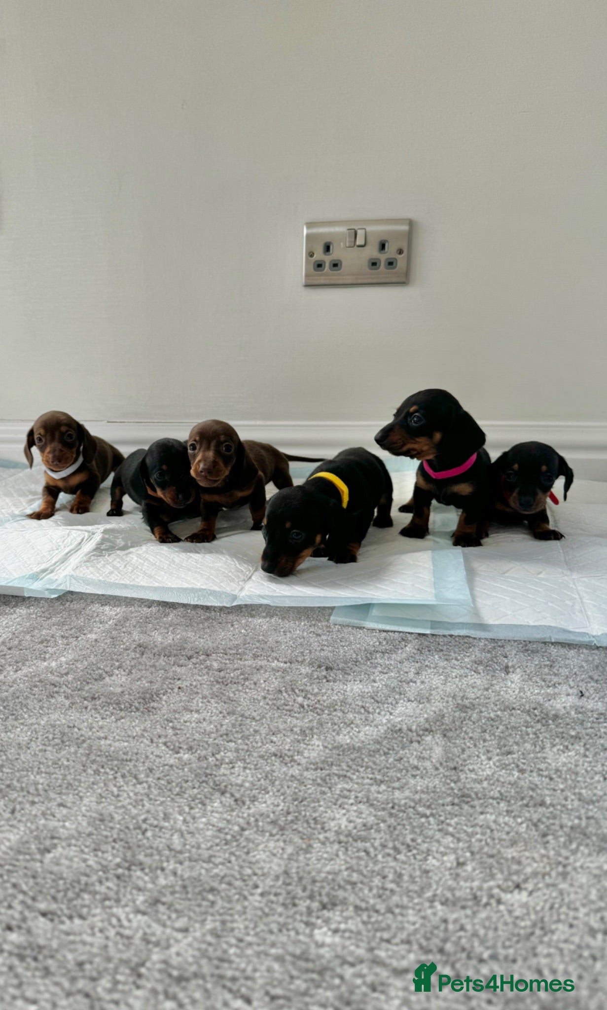Miniature Dachshund dogs Miniature dachshund’s from health tested parents - Advert 1