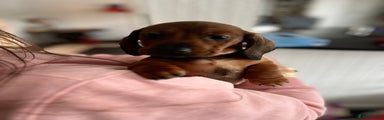 Dachshund Puppy 3