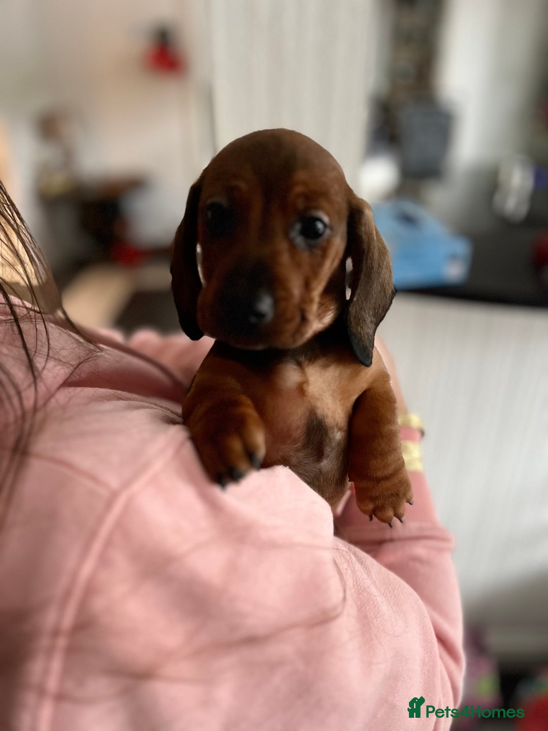 Dachshund dogs for sale: Dachshunds puppies  - Advert 12