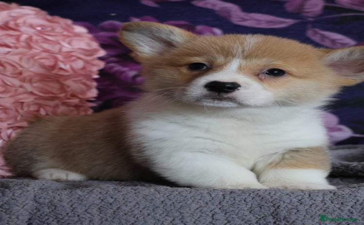 Welsh Corgi Pembroke dogs - Advert 1