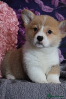 Welsh Corgi Pembroke dogs - Advert 2