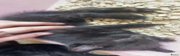 Mixed Breed cats for sale: Three black kittens  - Advert 10
