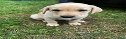Labrador Retriever dogs for sale: Kc registered yellow lab puppies  - Advert 4