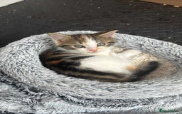 Maine Coon cats for sale: Beautiful Maine Coon Cross Kittens  - Image 35