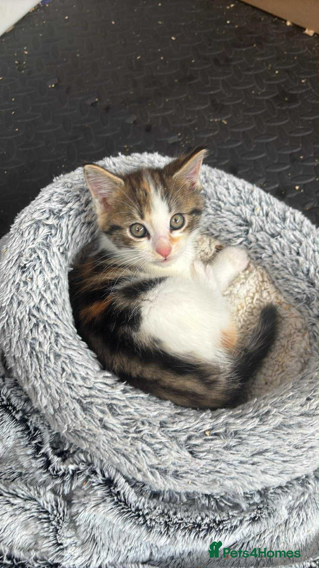 Maine Coon cats for sale: Beautiful Maine Coon Cross Kittens  - Image 35