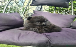Pomeranian dogs for sale: BLACK ** POMERANIAN PUPPIES FOR SALE - Image 7