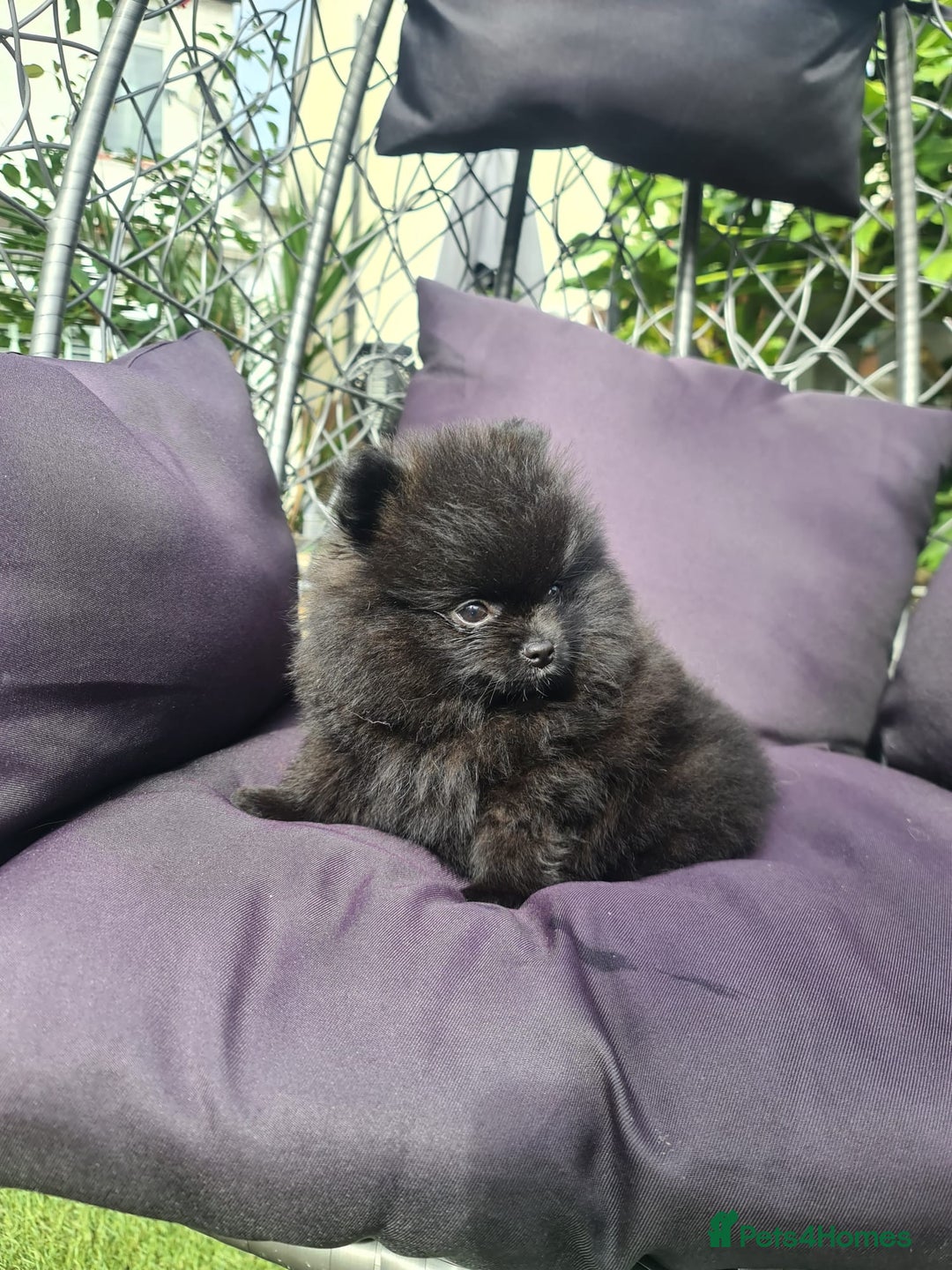 Pomeranian dogs for sale: BLACK ** POMERANIAN PUPPIES FOR SALE - Image 7