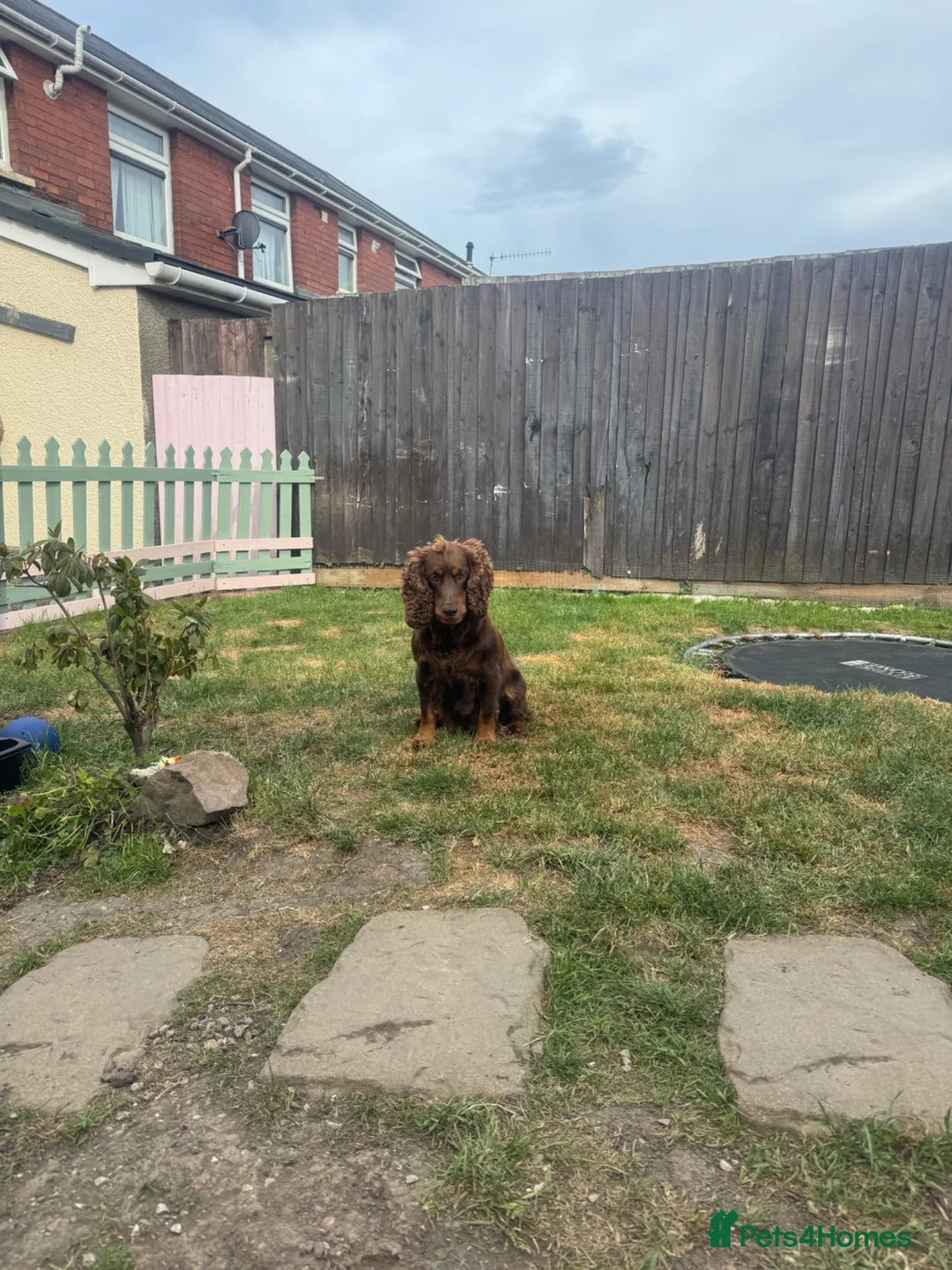 Cocker Spaniel dogs for sale: Beautiful litter of cocker spaniel puppies in Pontypool - Advert 2