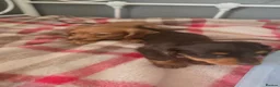 Dachshund dogs for sale: Miniature long haired  - Advert 5