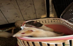 Rat rodents for sale: Beautiful rats and cage for sale  - Image 4