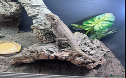 Bearded Dragon reptiles for sale: Bearded dragon with full setup Reeady. - Image 3