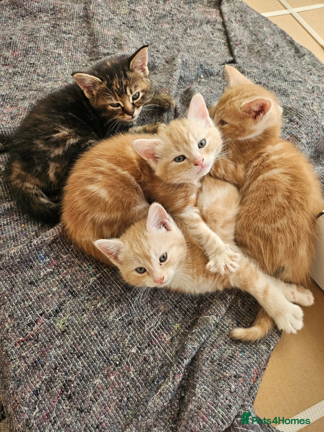 Mixed Breed cats for sale: Georous ginger female tabbies, grey tabby, torties - Advert 12