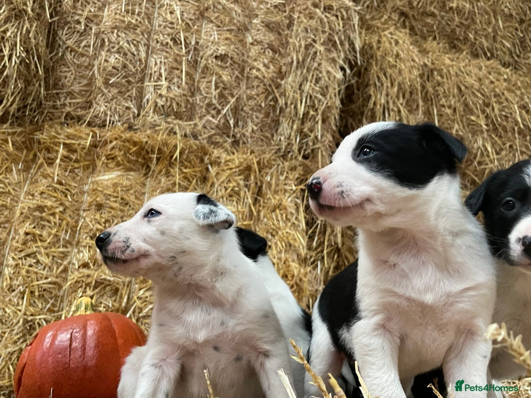 Border Collie dogs for sale: Beautiful cheeky border collies for sale - Image 15