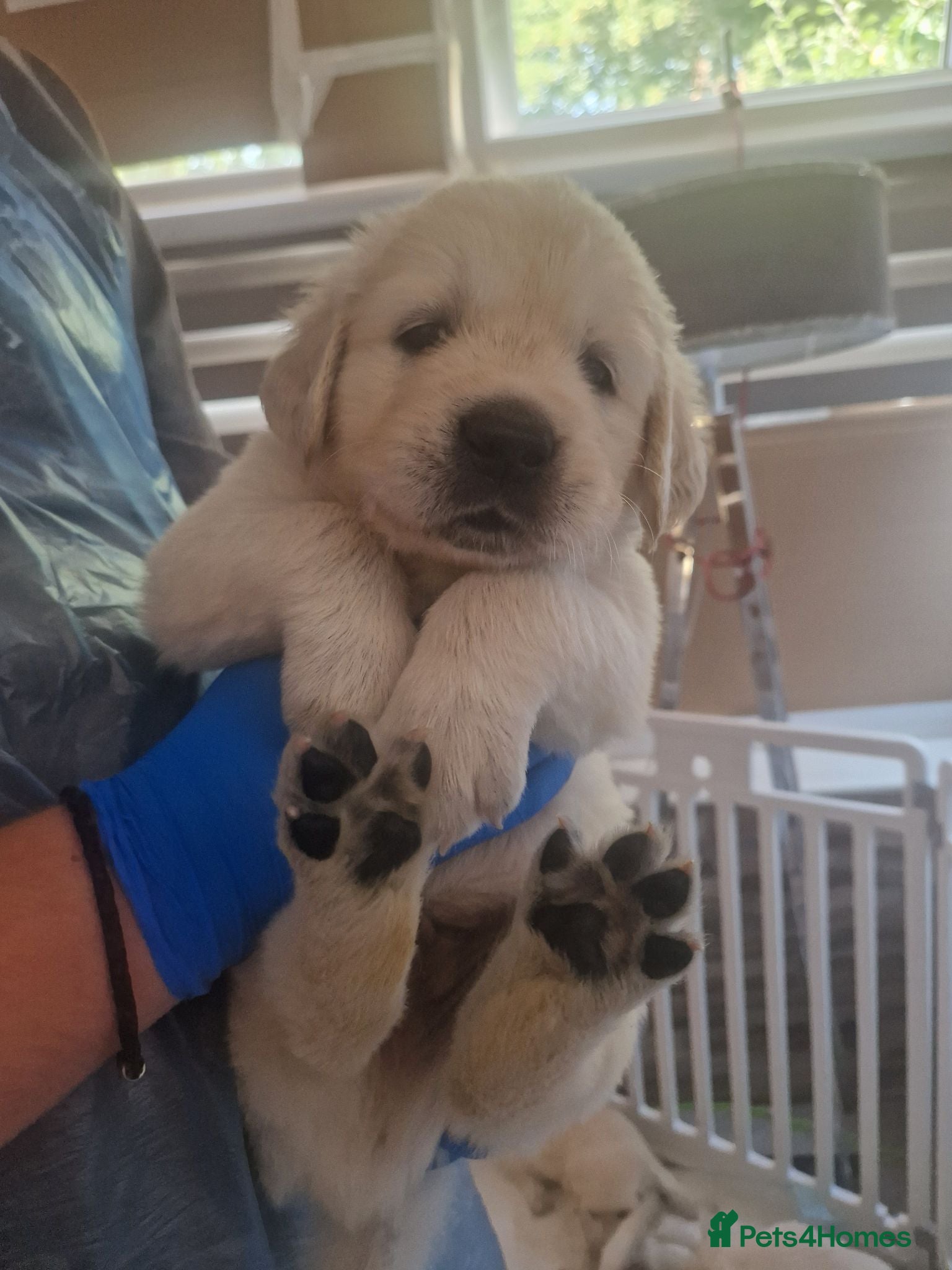 Golden Retriever dogs Stunning Cream KC registered Golden Retrievers  - Advert 2