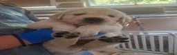 Golden Retriever dogs for sale: Stunning Cream KC registered Golden Retrievers  - Advert 5