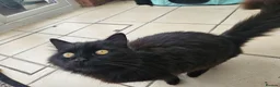 Domestic Shorthair cats for sale: Kittens 2 Boys 1 Girl  - Advert 10