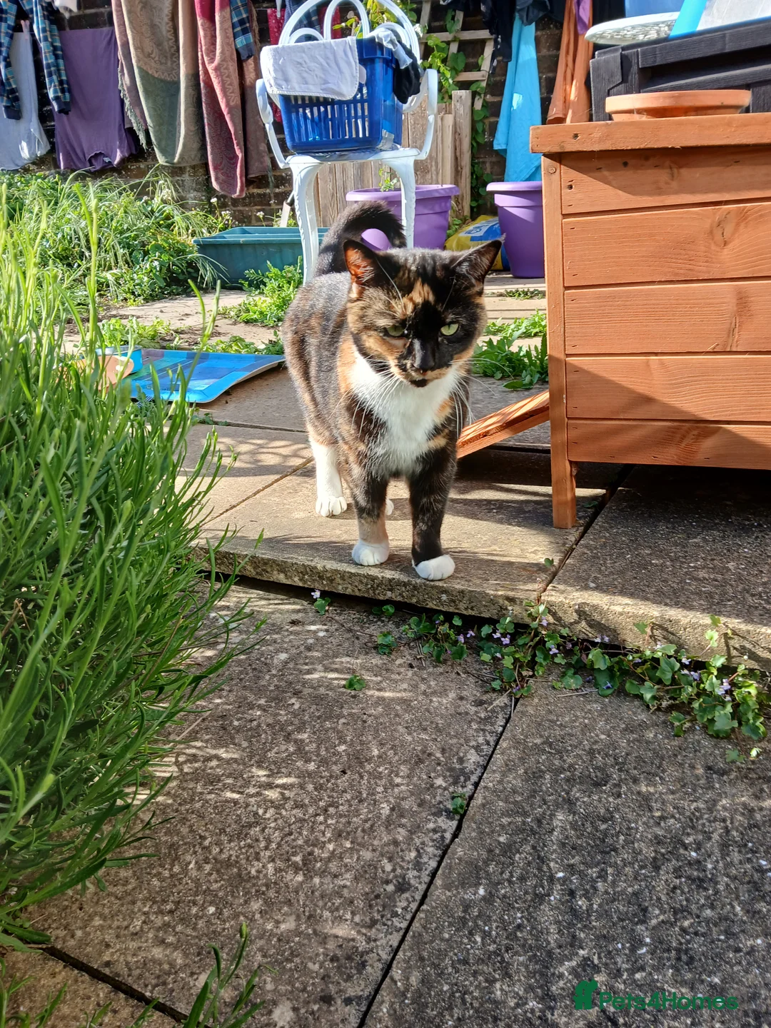 Mixed Breed cats for sale: Sister cats for sale - Advert 15