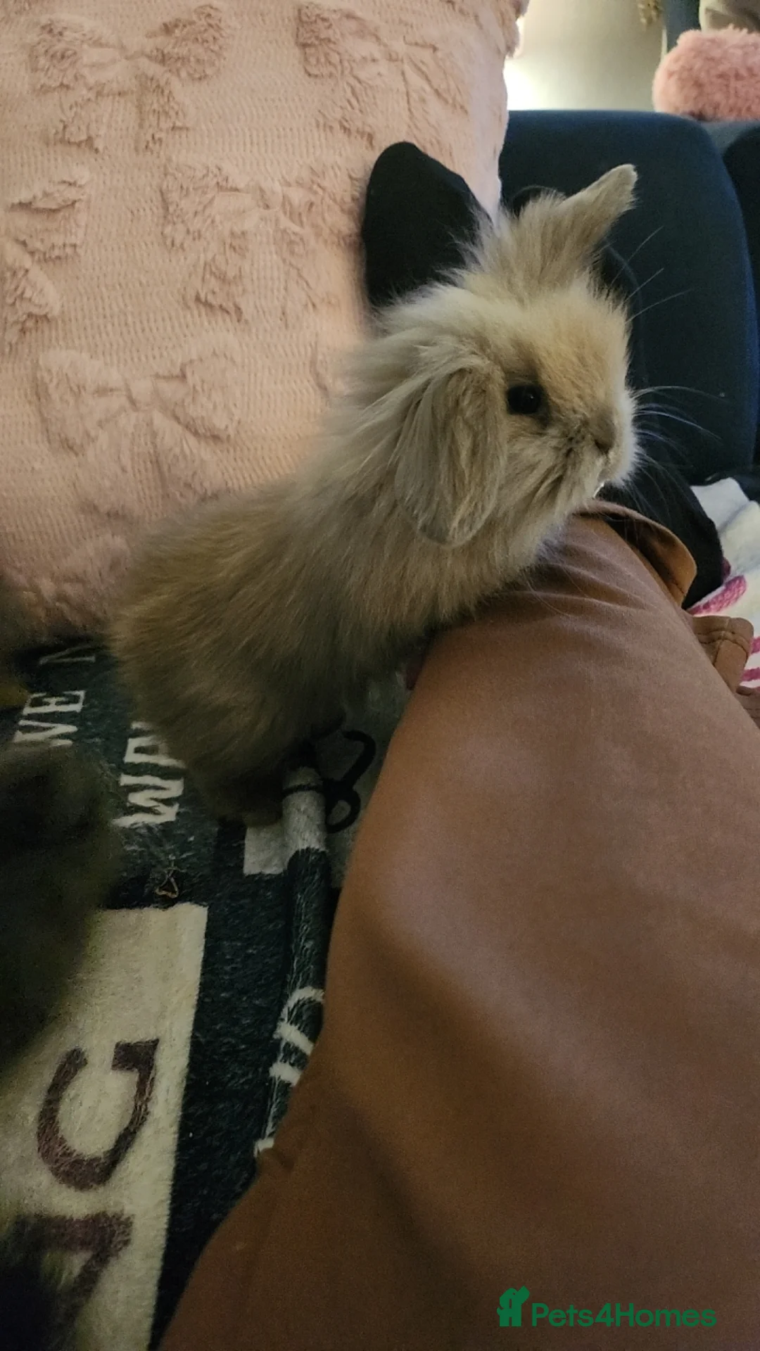 Mini Lion Lop rabbits for sale: Mini lion lops for sale in Saint Helens - Advert 2