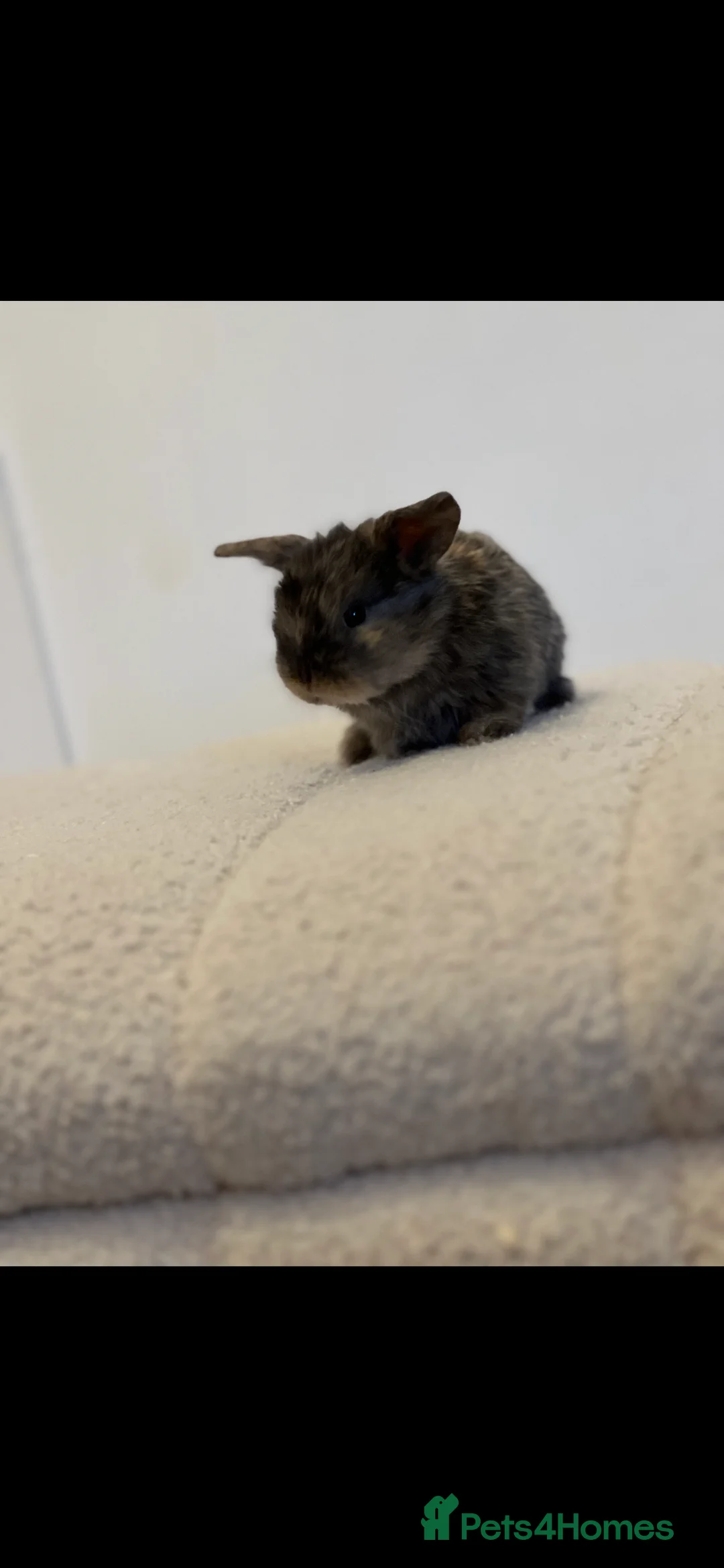 French Lop rabbits for sale: 2 indoor French lop boys to be homed separately  - Advert 4