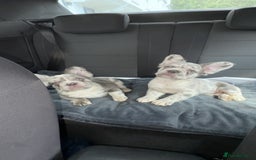 French Bulldog dogs for sale: french bulldogs fluffy.. - Image 28