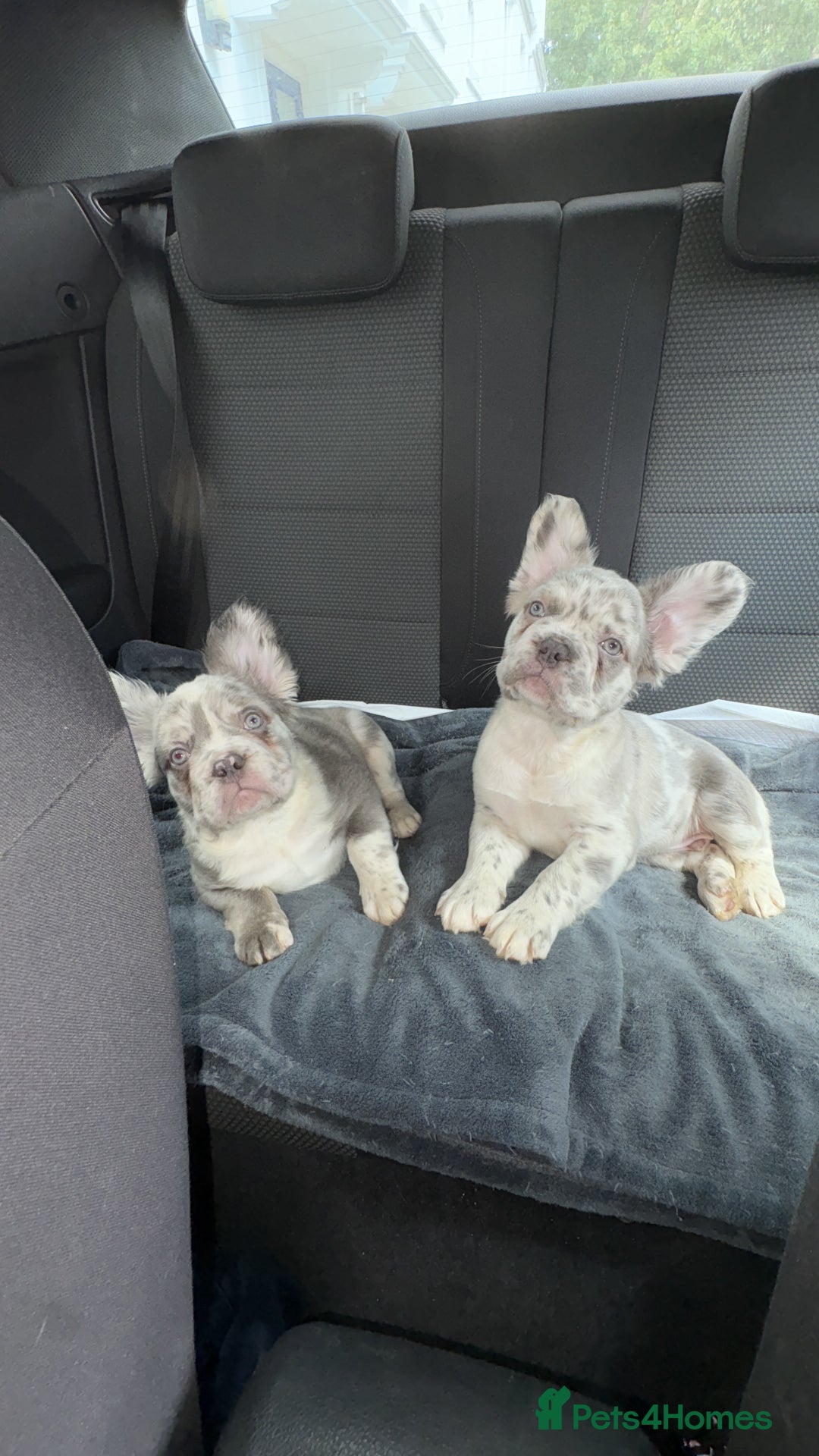 French Bulldog dogs for sale: french bulldogs fluffy.. - Image 28