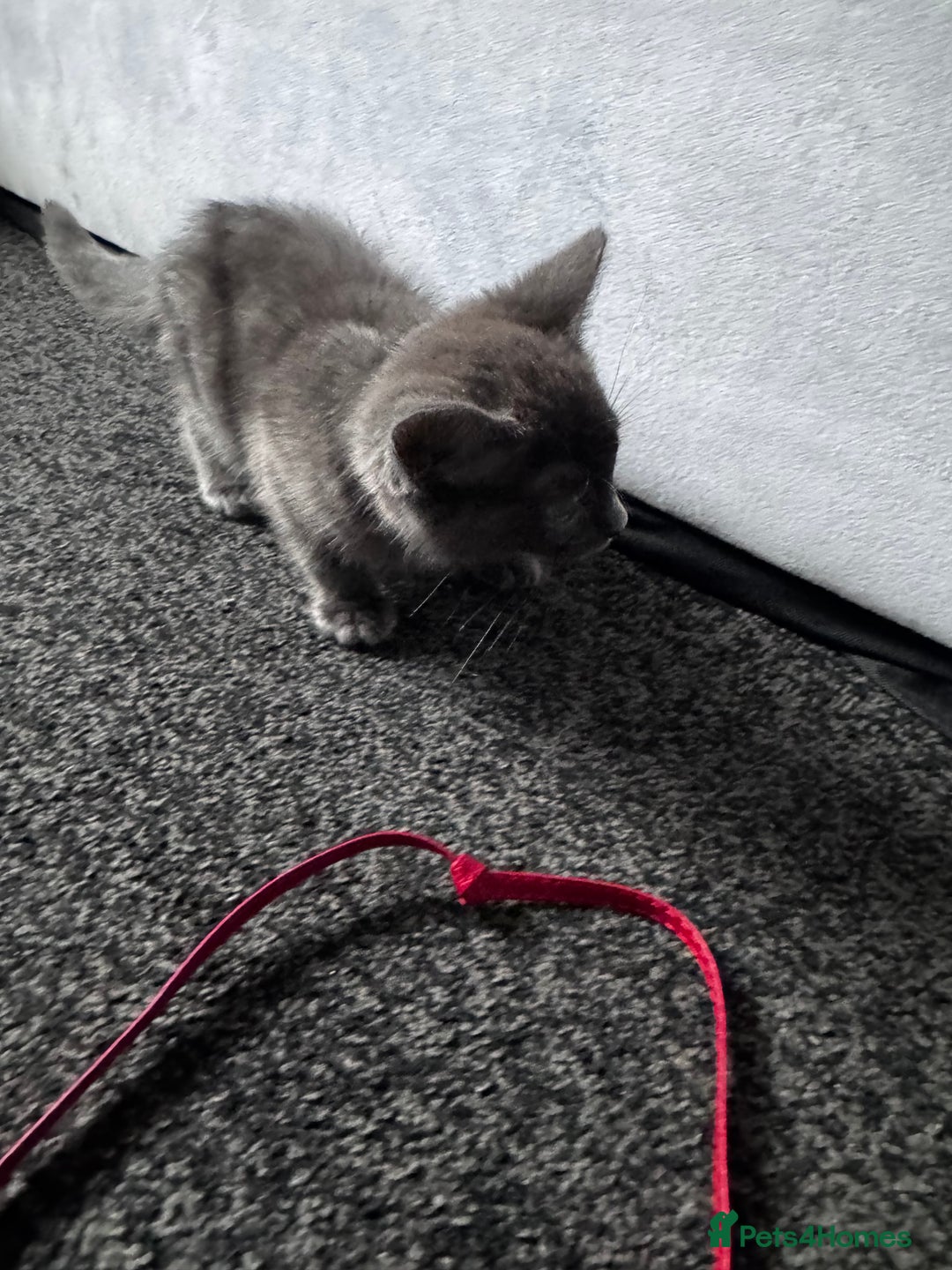 Mixed Breed cats for sale:  4 Kittens British long & short hair mixed breed. - Advert 20