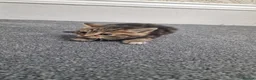 Mixed Breed cats for sale: 4 stunning tabby kittens for sale  - Advert 4
