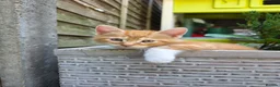 Siberian cats for sale: Hypoallergenic siberian long/shorthair kittens in London - Advert 11