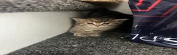 Mixed Breed cats for sale: 3 kittens for sale  in Wantage - Advert 5