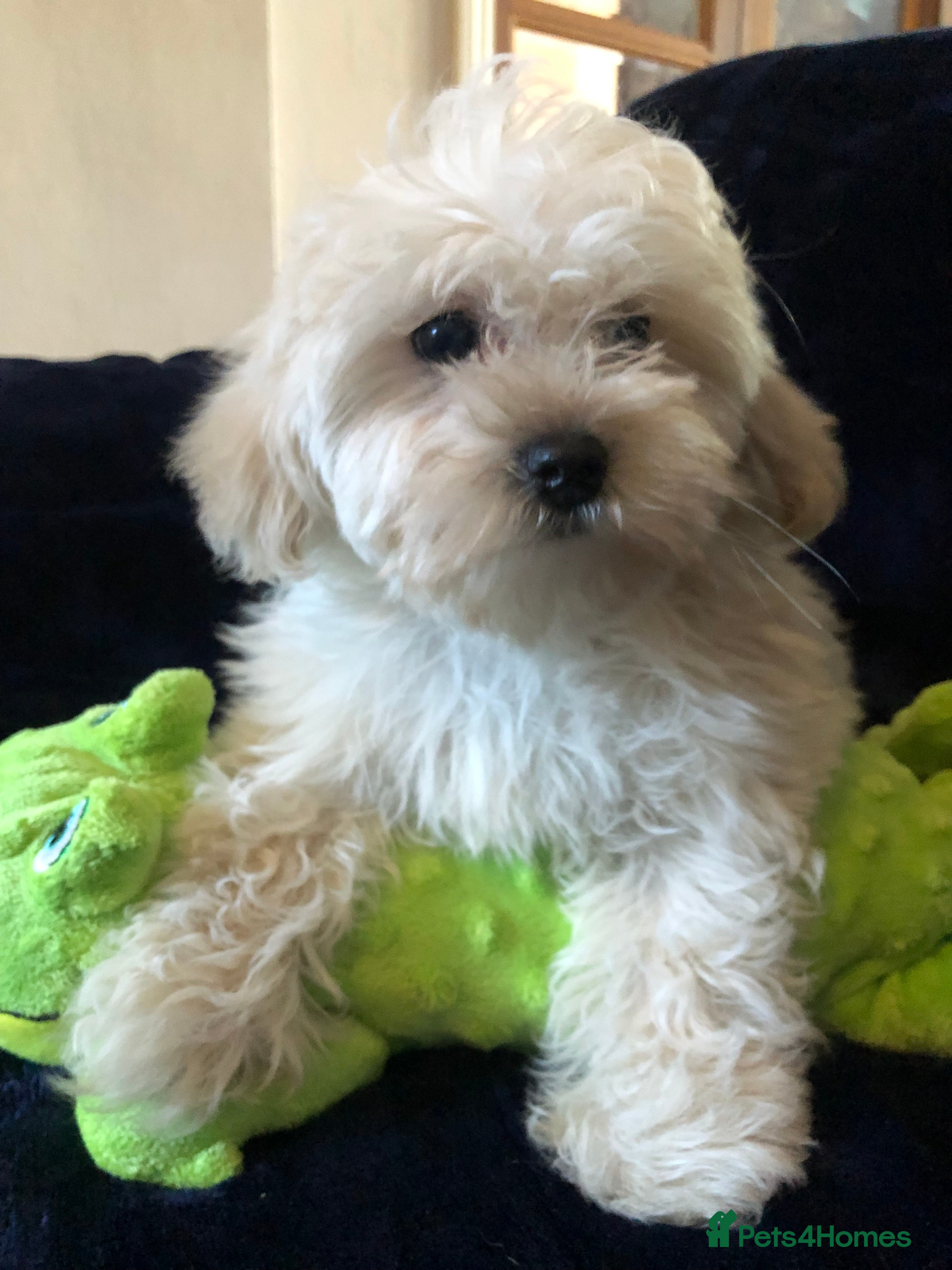 Maltipoo dogs maltipoo puppies for sale  - Advert 1