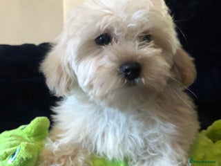 Maltipoo dogs maltipoo puppies for sale - Advert 1