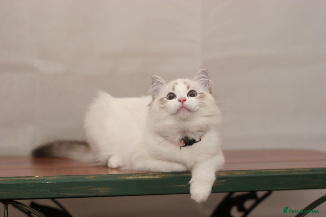 Ragdoll cats for sale: Last 1 Ragdoll kittens TICA registered boy - Advert 21