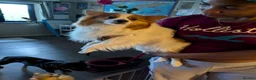 Pomeranian dogs for sale: Beautiful Pomeranian Puppies Ready Now in Nottingham - Advert 11
