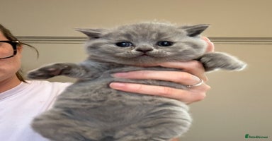 British Shorthair cats - Advert 4