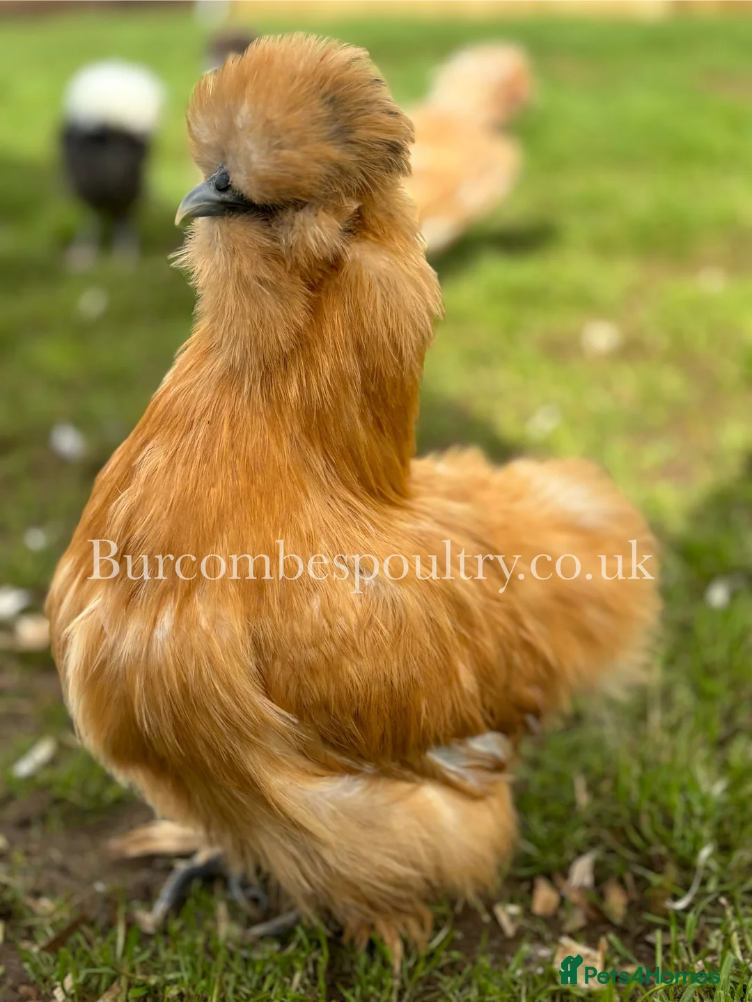 Chickens poultry for sale: Silkies for sale  - Advert 2