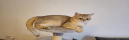 British Shorthair cats for sale: Black Golden Shaded British Shorthair Kittens TICA - Advert 4