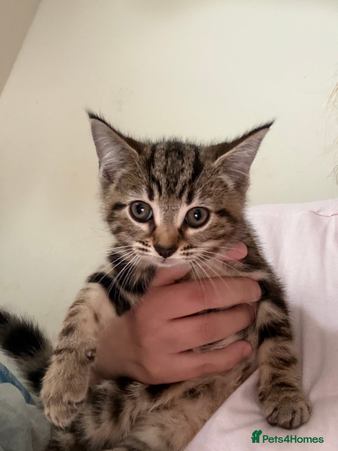 Mixed Breed cats for sale: Two tabby kittens available now £80 - Image 2