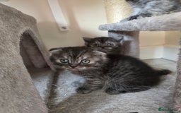 Scottish Fold cats for sale: Scottish-fold/straight ears kittens grey colour - Image 15