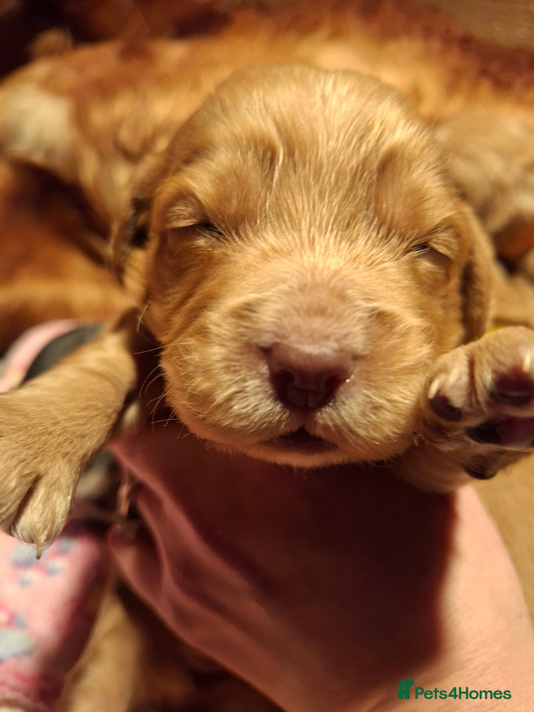 Cocker Spaniel dogs for sale: Cocker spaniel pups - Advert 7