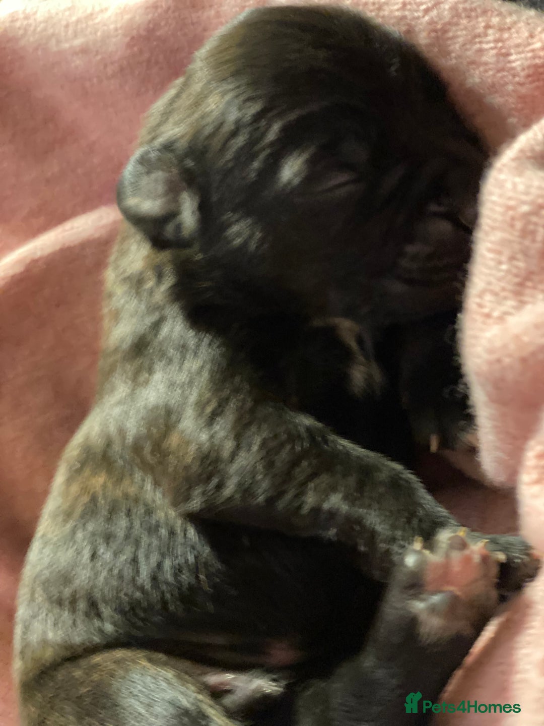 Mixed Breed dogs for sale: 🤩 mum kc boxer dad mini boxer 5 pups rare 🤩 - Advert 21