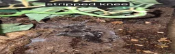 Mixed Breed reptiles for sale: Selling all reptiles reduced prices - Advert 10