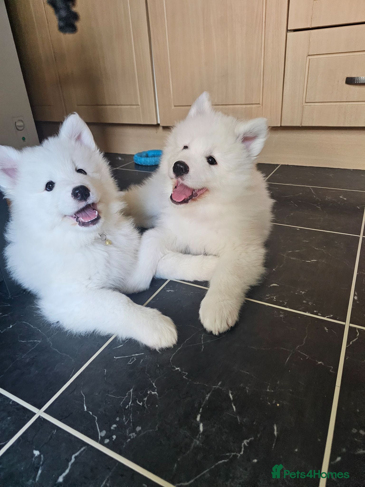 Samoyed dogs 🩷💙Adorable Samoyed puppies 🩷💙 - Advert 2