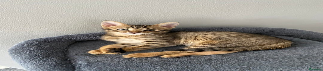 Chausie Kitten 1
