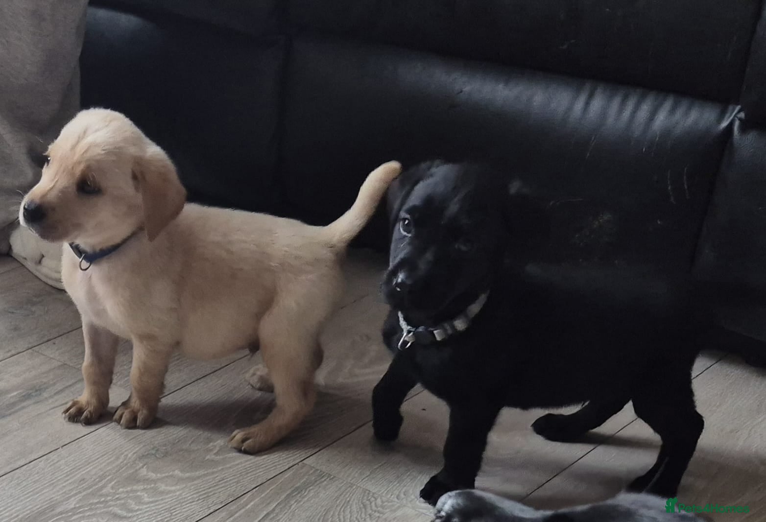 Labrador Retriever dogs Top Quality KC Registered Labrador Pups - Advert 2