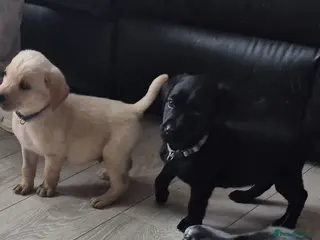 Labrador Retriever dogs Top Quality KC Registered Labrador Pups - Advert 2