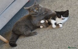 British Shorthair cats for sale: British Shorthair Mix Kittens - Image 15