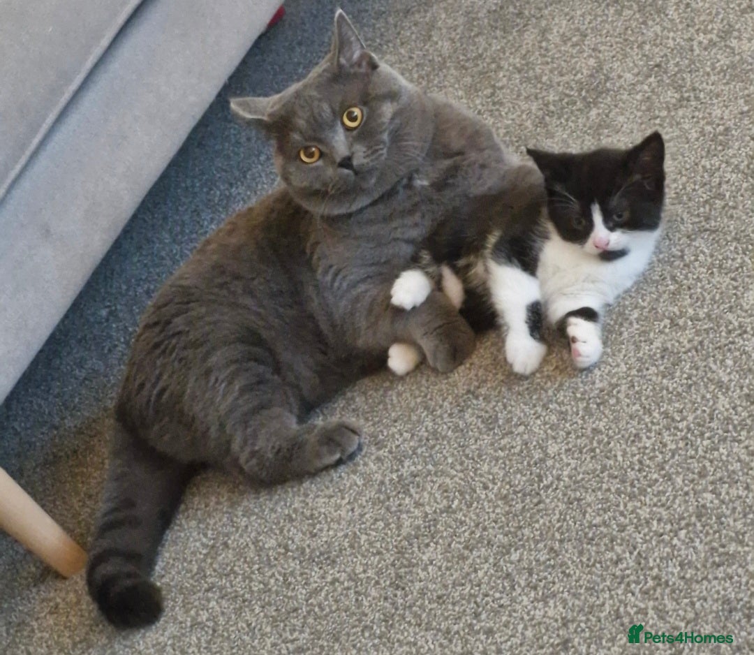 British Shorthair cats for sale: British Shorthair Mix Kittens - Image 15