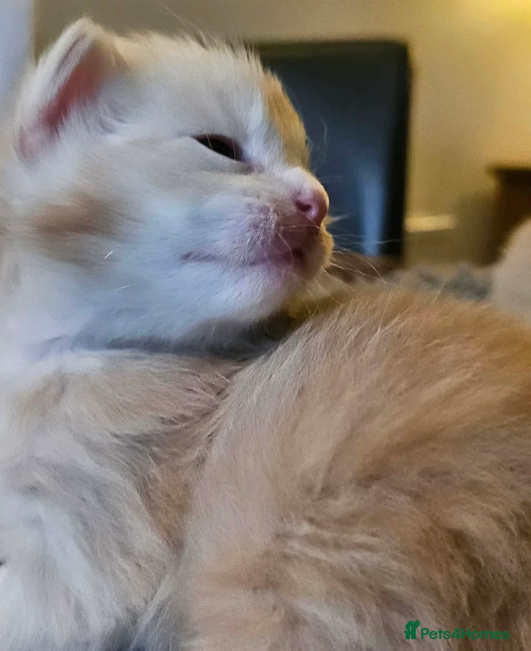 Maine Coon cats for sale: XXL Exceptional Pedigree Kittens Russian line - Advert 37