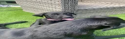 Labrador Retriever dogs for sale: DRAKESHEAD LABRADOR RETRIEVER - Advert 13